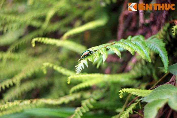 Thị trấn Tam Đảo (Tam Đảo, Vĩnh Phúc) quyến rũ du khách phương xa với bầu không khí mát rượi, khung cảnh thiên nhiên nguyên sơ cùng nhiều phế tích cổ của thời thuộc địa.
