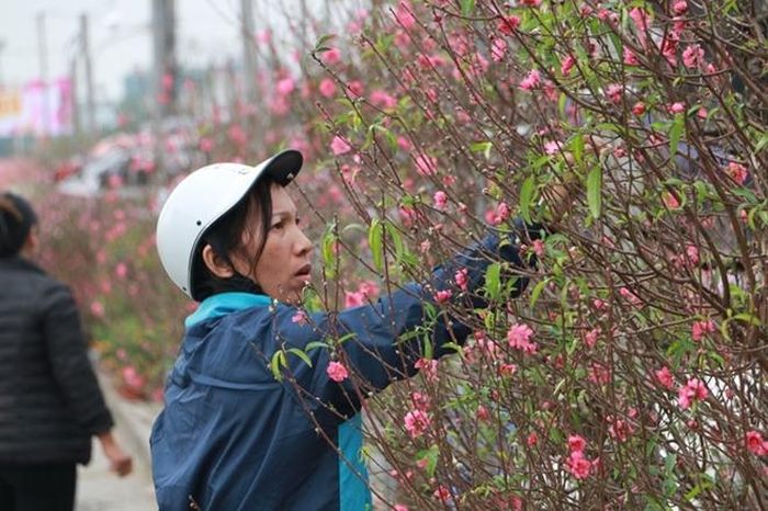 Không khí Tết đã về bắt đầu từ những cành hoa đào 