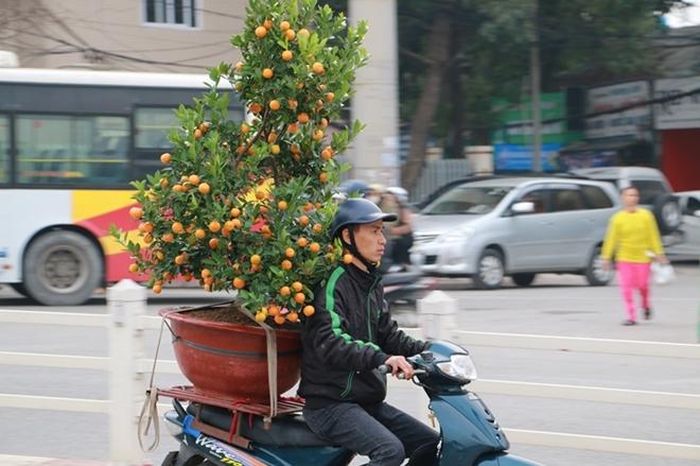 Một người đàn ông rời khỏi chợ về nhà với chậu quất Nhật Tân. 