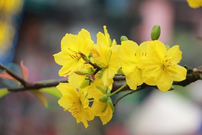 Mai vàng xuất hiện nhiều ở Hà Nội