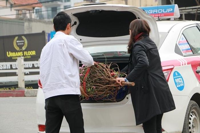 Những cành đào đỏ thắm được vận chuyển bằng xe máy hoặc ô tô để mang về nhà trang trí cho kịp đón tết.