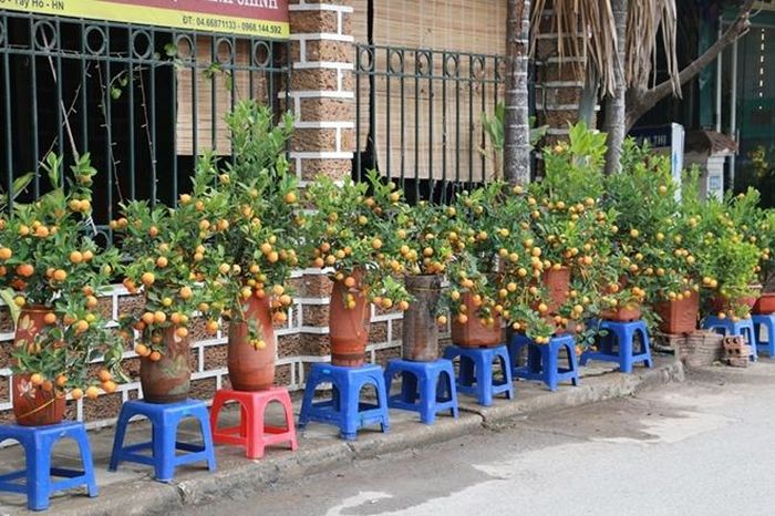 Tại nhiều tuyến phố trên Hà Nội nhiều loại quất cảnh được bày bán.