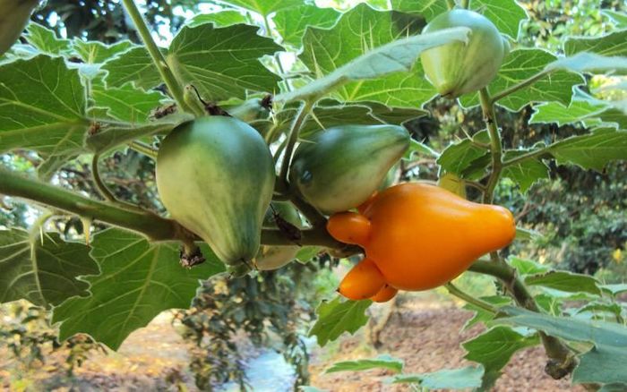 Trái dư là một loại cà độc dược