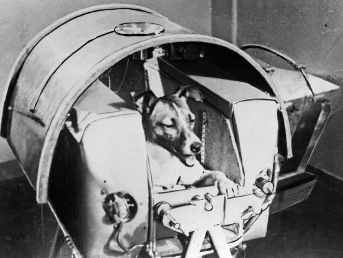 Ngày 3/11/1957, Liên Xô tiếp tục khiến thế giới ngỡ ngàng khi phóng thành công vệ tinh Sputnik II mang sức tải nặng hơn và cả một chú chó tên Laika.