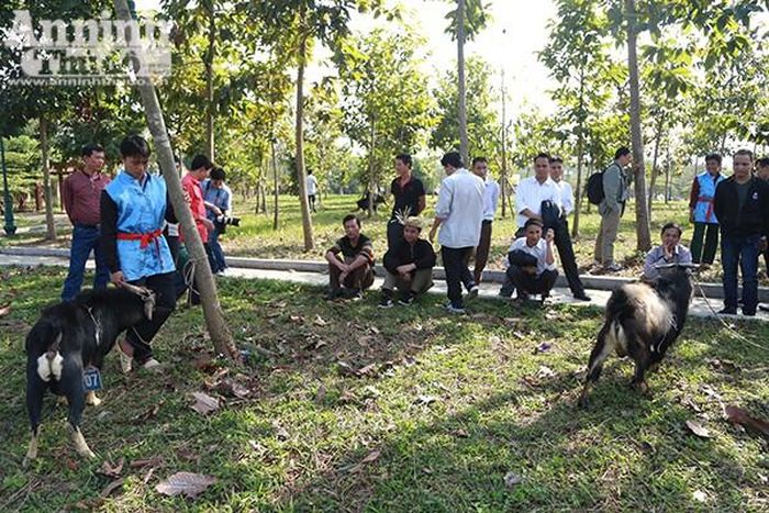 Những chú dê khỏe mạnh có tuổi đời từ 2 đến 3 năm được đồng bào Mông mang xuống Hà Nội để tham gia thi đấu. Được biết, chọi dê là trò chơi dân gian đã có từ xa xưa, thường được đồng bào các dân tộc tổ chức vào các dịp đầu xuân để tạo ra sân chơi bổ ích cho người dân.