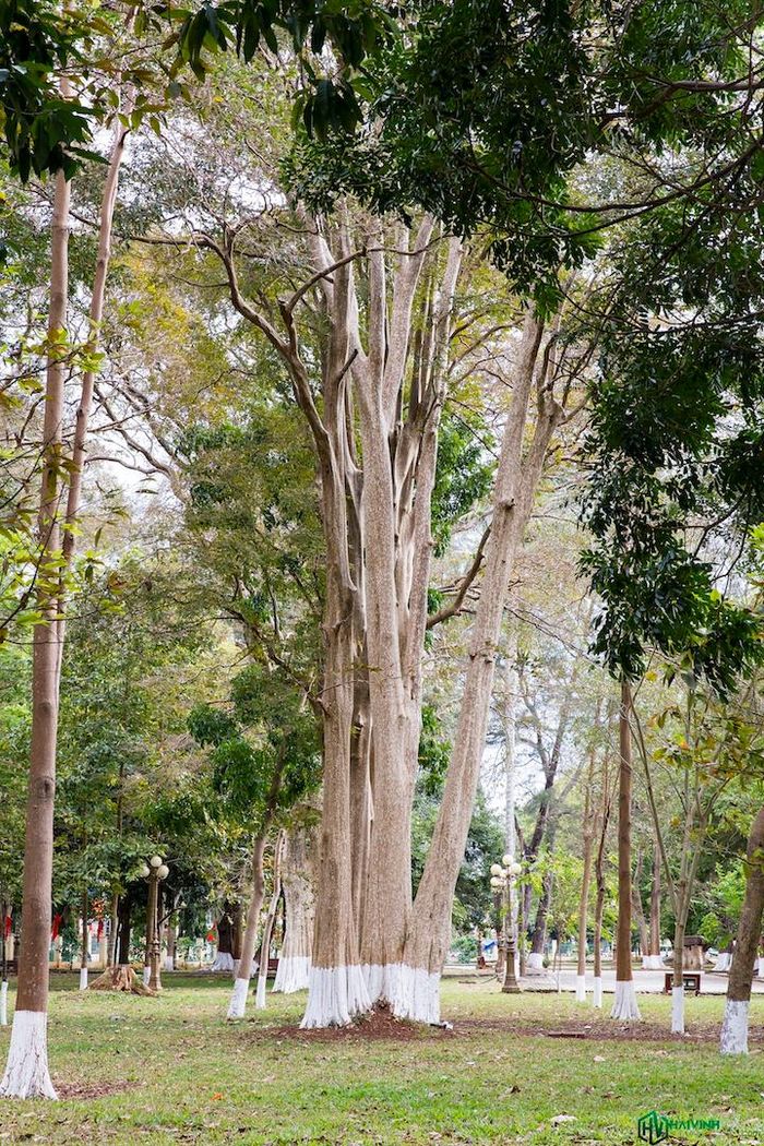 Hàng chục gốc cây cổ thụ bên trong khuôn viên bảo tàng. Tại đây còn có biệt điện Bảo Đại được bảo tồn để phục vụ du khách tham quan.