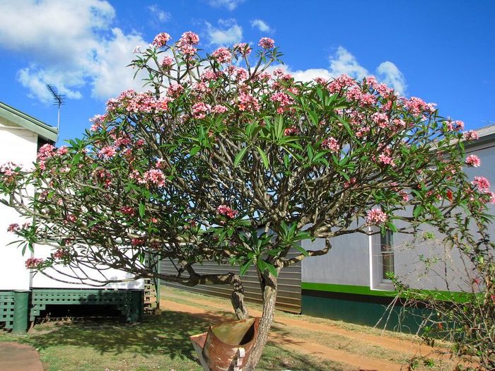 Mặc dù có nhiều tác dụng đối với sức khỏe nhưng nhựa của cây hoa đại khá độc, có thể gây xung huyết da, thậm chí ngộ độc. (Nguồn Giahuygarden)