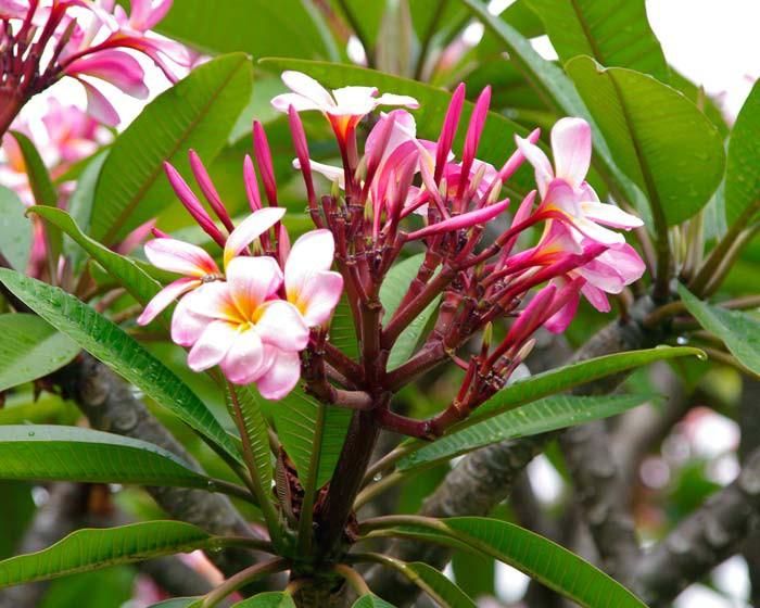 Hoa đại không có mật hoa. Chúng chủ yếu tỏa hương về đêm nhằm lôi kéo các loài bướm thụ phấn cho chúng. (Nguồn Ydvn)