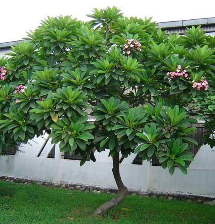 Cây hoa đại có ba loại: cây hoa đại đỏ, cây hoa đại trắng và cây hoa đại vàng. Nếu dùng làm thuốc, phải dùng loại hoa cánh trắng, tâm điểm vàng mới có tác dụng. (Nguồn Caybongmat)