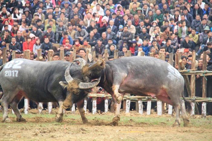 Tuy nhiên, miếng đánh của trâu số 2 vẫn tốt hơn trâu số 29