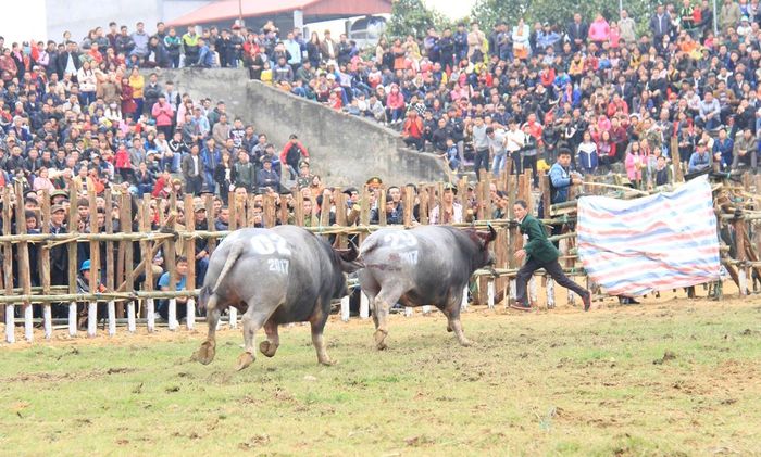 Sau một miếng đánh hiểm hóc của trâu số 2, trâu số 29 đã phải bỏ chạy. Theo lịch của Ban tổ chức, sáng mai, 13/2 (17 tháng Giêng) sẽ tổ chức vòng chung kết. Giá vé vào sân ở mức 100 nghìn đồng/người.