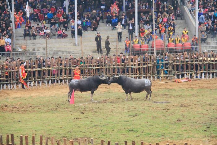 Sáng 12/2 có 10 cặp trâu thi đấu