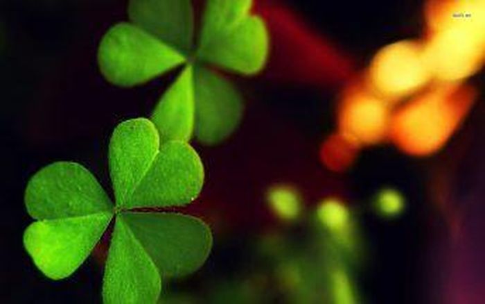Loài cỏ ba lá được phổ biến nhất là cỏ ba lá hoa trắng và cỏ ba lá hoa đỏ, trong đó cỏ ba lá hoa đỏ có nhiều tác dụng đối với sức khỏe hơn như cải thiện giấc ngủ, ngăn ngừa loãng xương, tăng cường sức khỏe cho tim mạch…(Nguồn Hinhnendep)