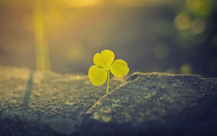 Mỗi chiếc lá của loại cỏ này đều tượng trưng cho một điều quý giá nhất của cuộc sống: lá thứ nhất là niềm tin, lá thứ hai là tình yêu, lá thứ ba là niềm hy vọng. (Nguồn Hinhnendep)
