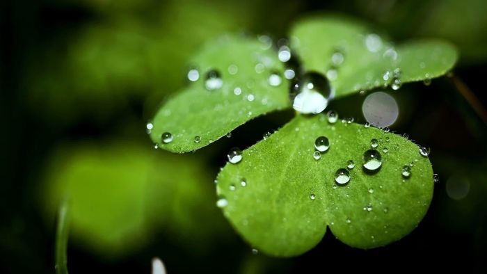 Cỏ ba lá thường chỉ gồm ba lá chét, rất hiếm cây có 5 hay 7 lá chét. Những cây cỏ ba lá có lá chét) được xem là biểu tượng của sự may mắn. (Nguồn Hinhnendep)