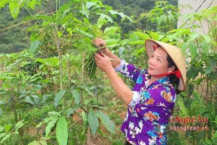 Cây lằng hay còn gọi là sâm nam, chân chim thường mọc trong các khu rừng ở Thanh Hóa và Nghệ An. Ở Quỳnh Lưu, cây lằng được người dân các xã miền núi Tân Thắng, Quỳnh Thắng, Quỳnh Châu... vào rừng hái về sử dụng, sau đó đưa giống về trồng ngay trong vườn nhà.Cây lằng được người dân xã Quỳnh Thắng (Quỳnh Lưu) thuần hóa trồng tại vườn. Ảnh: Việt Hùng