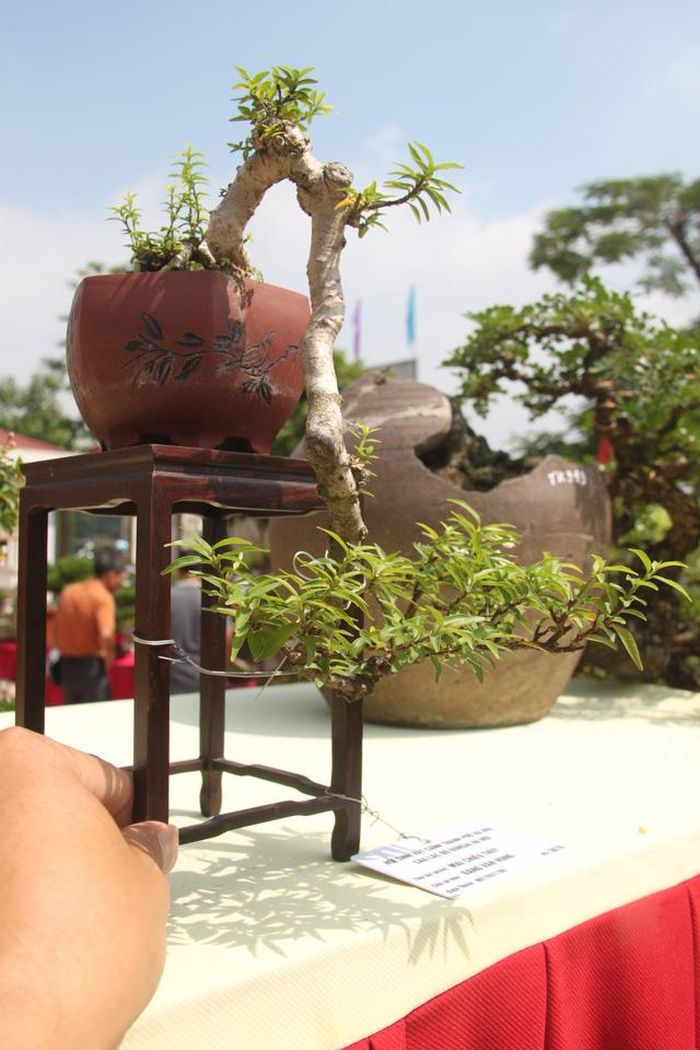 Tạo tác bon sai đòi hỏi rất tỉ mỉ và kỳ công.