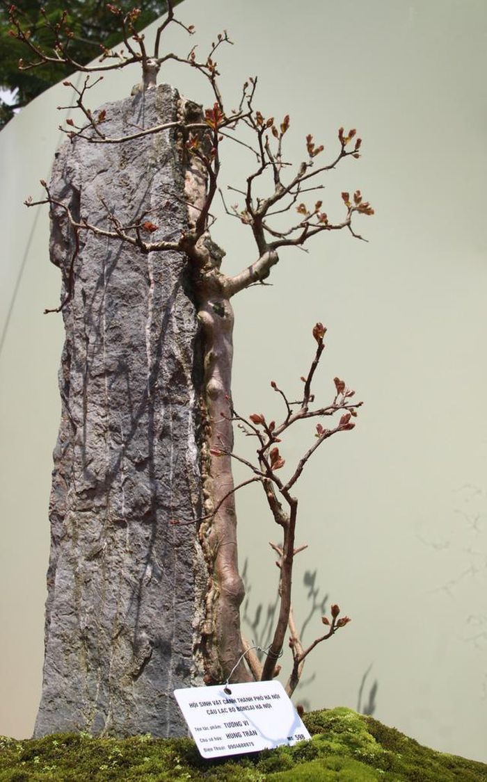 Cây tường vi bám đá