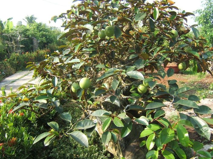 Cây vú sữa hiện có rất nhiều giống như vú sữa Lò Rèn, vú sữa nâu tím, vú sữa vàng, vú sữa dây, vú sữa bánh xe,... (Nguồn Postimg)