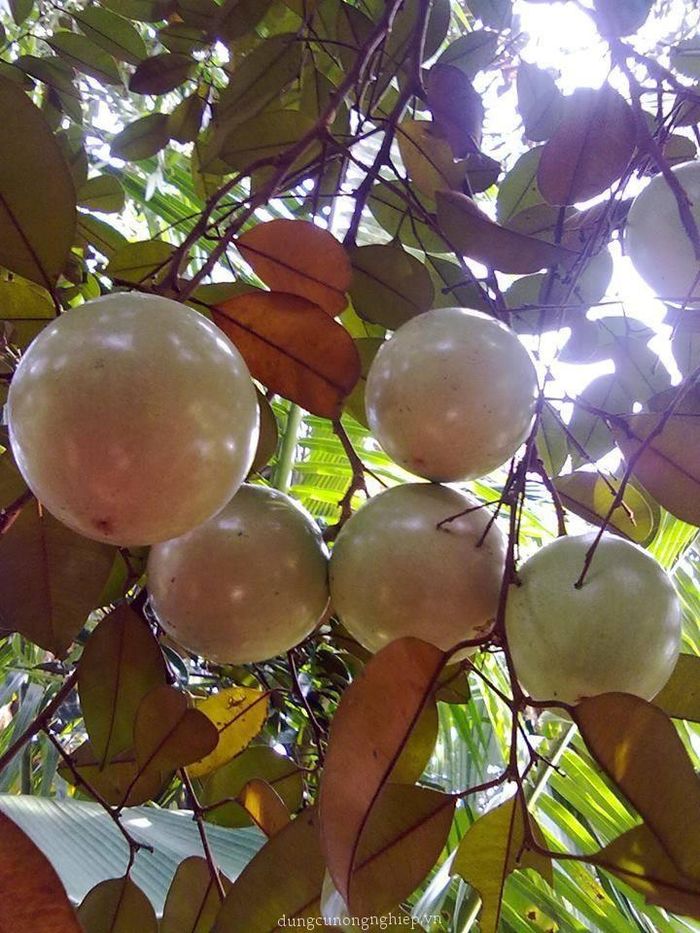 Quả của cây vú sữa có hình tròn, khi chín lớp vỏ màu tía hoặc nâu ánh lục, có một vài giống cho quả màu trắng ánh xanh lục. Vú sữa ra quả quanh năm sau khi đạt đến 7 năm tuổi trở lên. (Nguồn Dungcunongnghiep)