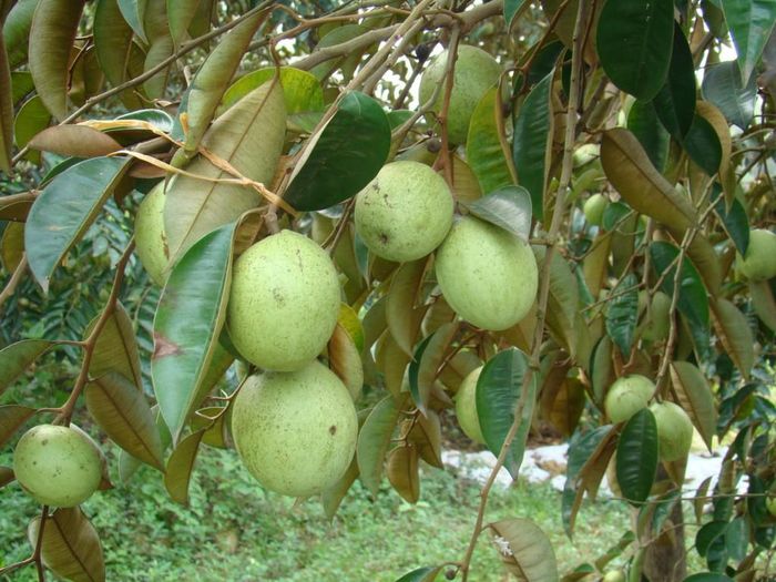 Cây vú sữa có tán dày và bộ rễ nông nên không chịu được gió to. Tuy nhiên, loài cây này có thể trồng bất cứ thời điểm nào trong năm nhưng trồng vào mùa mưa sẽ ít tốn công tưới hơn. (Nguồn Vietnamexport)