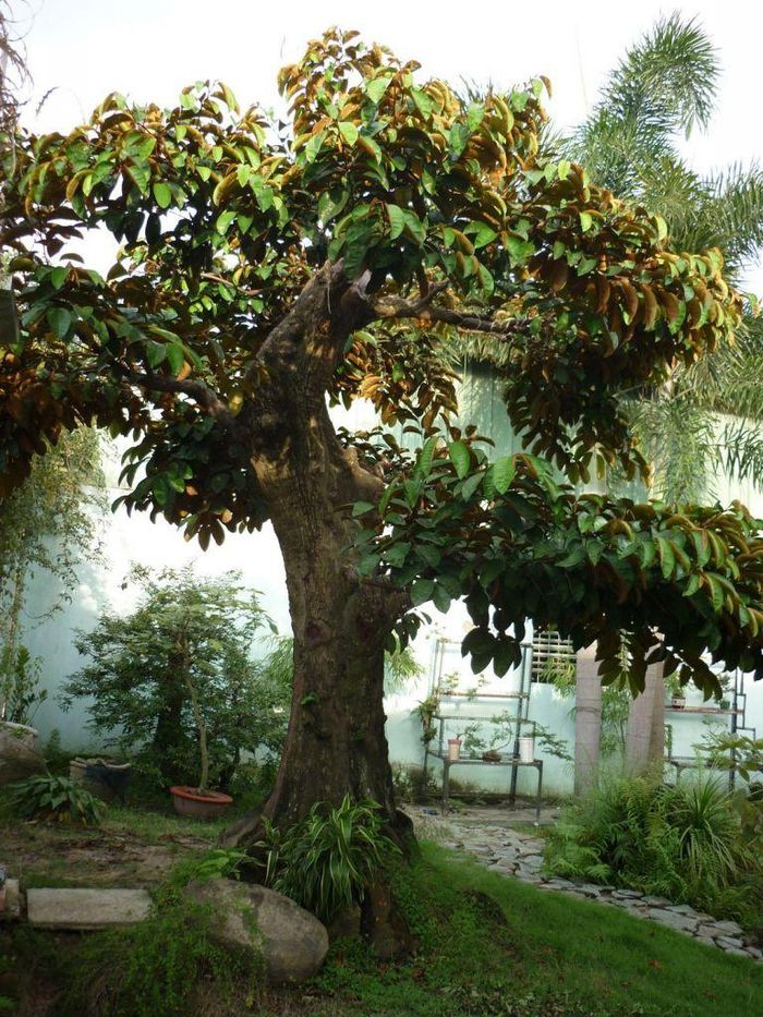 Cây vú sữa được trồng bằng cách chiết nhánh hoặc tháp cây. Loại cây này còn được đưa vào danh mục cây trồng làm cảnh trong khu nhà biệt thự của các thành phố. (Nguồn Luxurygarden)