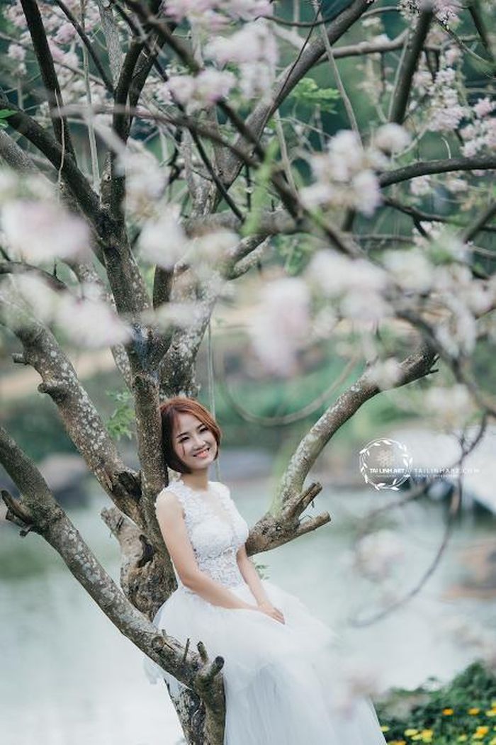Nói thêm về địa điểm sở hữu giống hoa mai anh đào quý tại Buôn Mê Thuật chàng nhiếp ảnh gia trẻ Tài Linh hé lộ nó nằm tại khu du lịch Kotam, một địa điểm mới được đưa vào hoạt động tại đại ngàn nắng gió.