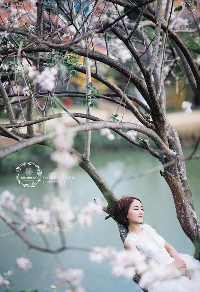 Theo tìm hiểu, hoa mai anh đào có nguồn gốc rất đặc biệt với thân cây thì giống đào mận còn hoa thì lại có năm cánh giống hoa mai và khi đất trời chuyển mùa cũng là lúc loài hoa đặc biệt này cũng “bừng tỉnh” khi nở những chùm hoa nhỏ có màu trắng rồi ngả dần sang tím phớt.