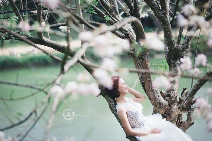 Chia sẻ với PV Kiến Thức về bộ ảnh cưới mai anh đào do mình thực hiện, nhiếp ảnh gia Tài Linh người từng thực hiện rất nhiều các concept ảnh độc đáo thu hút dân mạng thời gian qua nói rằng:"Mình rất ấn tượng với hoa mai anh đào và từng nghe qua rằng đây là loại hoa chỉ có ở Đà Lạt nên khi nó lại xuất hiện tại quê hương Buôn Mê Thuật của mình nên lại khiến mình trở nên hứng thú và muốn lưu lại chút kỉ niệm tại đây".
