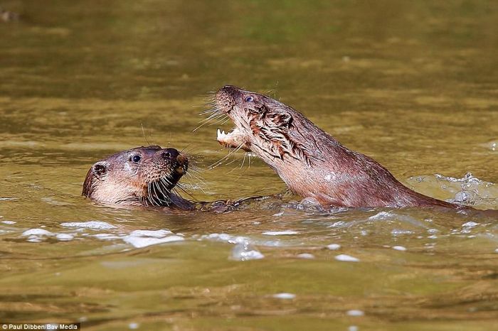 Hai con rái cá chơi đùa với nhau dưới sông Stour ở Suffolk, Anh. (Nguồn Daily Mail)