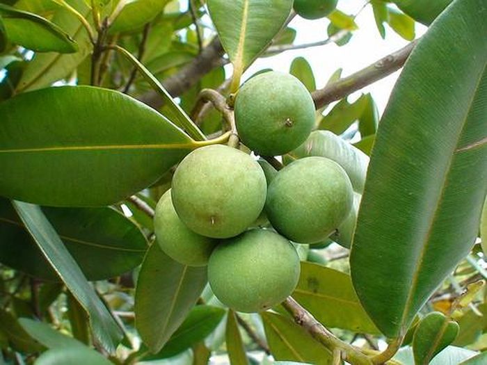 Cây mù u cao từ 8m - 20m. Hoa trắng to, nở quanh năm. Quả tròn, có nhân cứng màu xanh và có một hạt. Hạt mù u có thể dùng tươi hay ép lấy dầu gọi là dầu mù u. (Nguồn Cari)