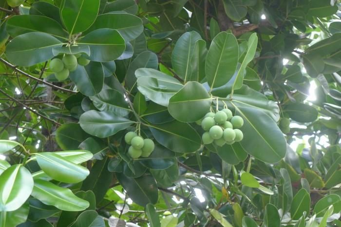 Gỗ cây mù u lớn rắn chắc, dùng để đóng bàn, giường, chõng, tủ… rất bền vì không bị mối mọt. Ngoài ra, gỗ mù u còn được dùng làm thớt, chày giã gạo, làm khuôn ép bún…(Nguồn Tongphuochiep-vinhlong)