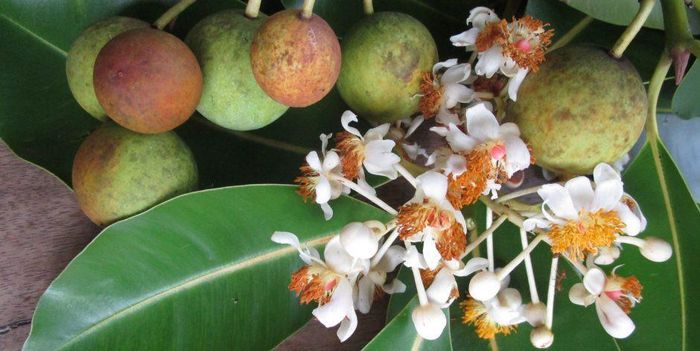 Mù u ra hoa từ tháng 2-6 và có quả từ tháng 10-12. Nhựa thu quanh năm, có thể phơi khô, tán bột. Trong khi đó, rễ và lá cũng thu hái quanh năm và phơi khô. (Nguồn Tinhdaumuu-maithanhtien)