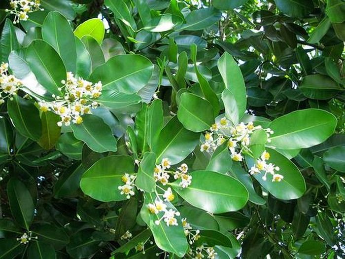 Cây mù u có khả năng sống được trên nhiều loại đất khác nhau như đất cát ven biển, đất sét, đất bạc màu, đất phèn, đất mặn. (Nguồn Flickr)