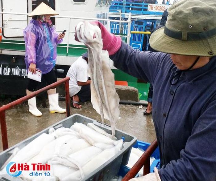 Chỉ sau mươi ngày ra khơi, các tàu cá đã thu về 800kg - 1,2 tấn, chủ yếu là các loại mực lá, mực nang, có con nặng đến 4kg