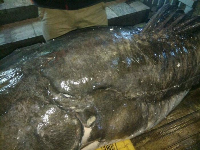 Nặng tới 112kg.