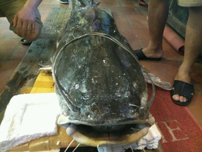 Hiện tại, nhà hàng đang rao bán mỗi kg cá lăng là 120.000 đồng.