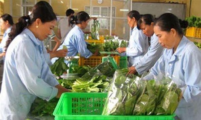 Sản phẩm rau của HTX đã được đưa vào hệ thống siêu thị