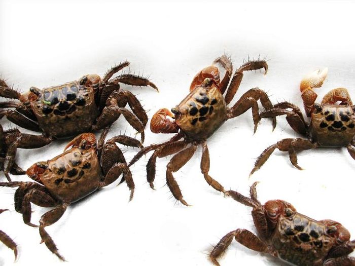 3. Mắm cáy. Nguyên liệu: Cáy, muối, thính gạo, men rượu. Cáy được rửa sạch, bóc yếm, để ráo rồi dùng cối giã cho thật nhuyễn, sau đó trộn kỹ theo tỉ lệ 3-1, cứ 3 chén cáy là một chén muối rồi cho vào chum bọc kín miệng lại bằng túi nilon rồi đem để chỗ kín nhưng phải khô ráo, thoáng mát. Ảnh: langnuong.vn.