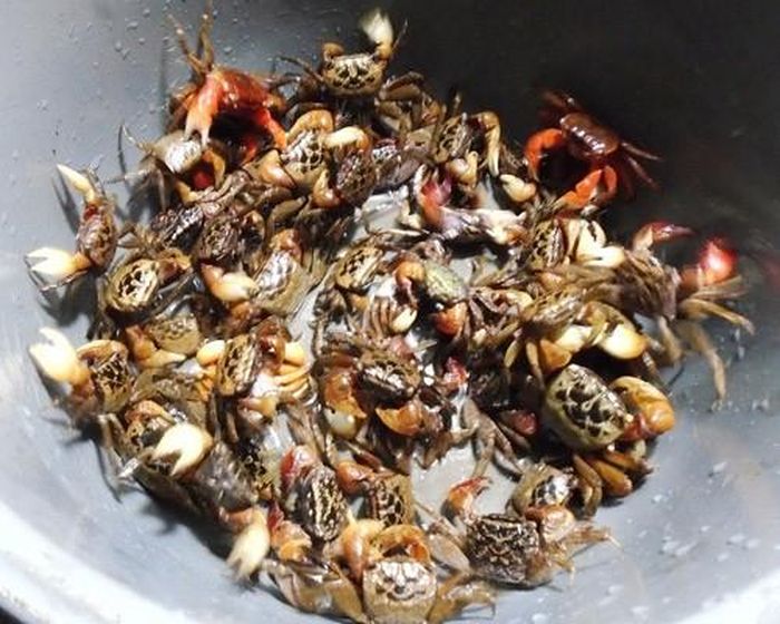 2. Cáy rang muối. Nguyên liệu: Cáy, sả, ớt, chanh, tỏi, hành, rau răm, muối, hạt tiêu, đường, dầu ăn. Rửa sạch cua, bóc yếm, tách mai, để ráo nước. Sả, ớt thái chỉ, hành răm thái nhỏ bỏ ra đĩa riêng. Tỏi băm nhỏ, muối hạt giã nhỏ. Ảnh: Eva.vn.