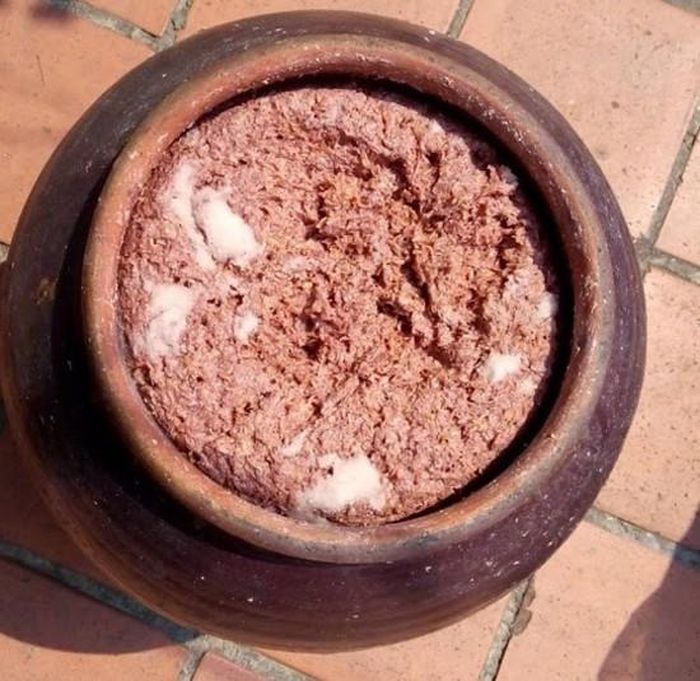 10 ngày sau, gặp lúc trời nắng đem lọ mắm cáy ra sân phơi. Ban ngày phơi nắng, đêm đến phơi sương. Lọ mắm phơi chừng một tuần, khi mắm đã ngấu là lúc trộn thính gạo. Ảnh: toinayangi.vn.