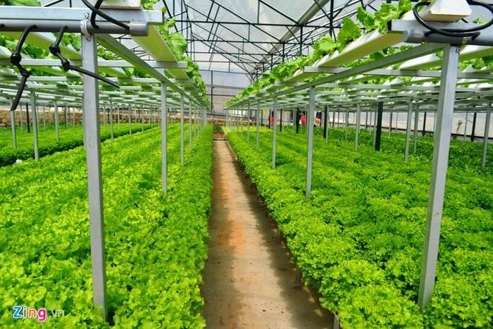 Rau thủy canh giữa tầng một và tầng hai có sự sinh trưởng, phát triển như nhau. Ảnh: Thạch Thảo.