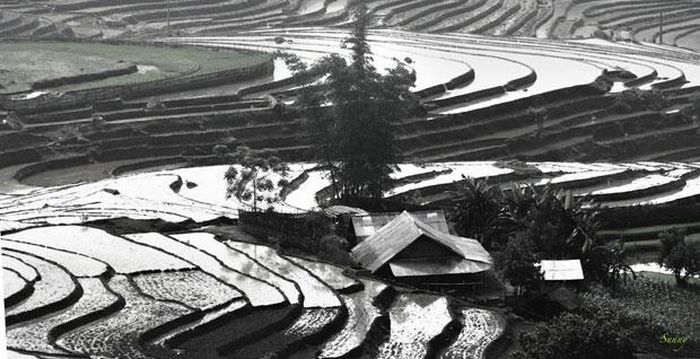 * Những địa điểm ngắm ruộng bậc thang mùa đổ ải đẹp nhất ở Tây Bắc: