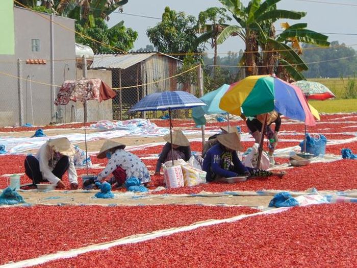 Lao động nông thôn cũng gặp khó khi giá ớt sụt giảm. Ảnh: Ngọc Trinh.