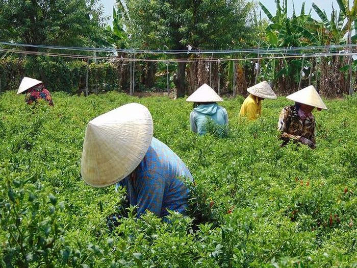 Nông dân trồng ớt cho biết riêng giá nhân công thu hoạch đã mất 3.000-4.000 đồng/kg . Ảnh: Ngọc Trinh.