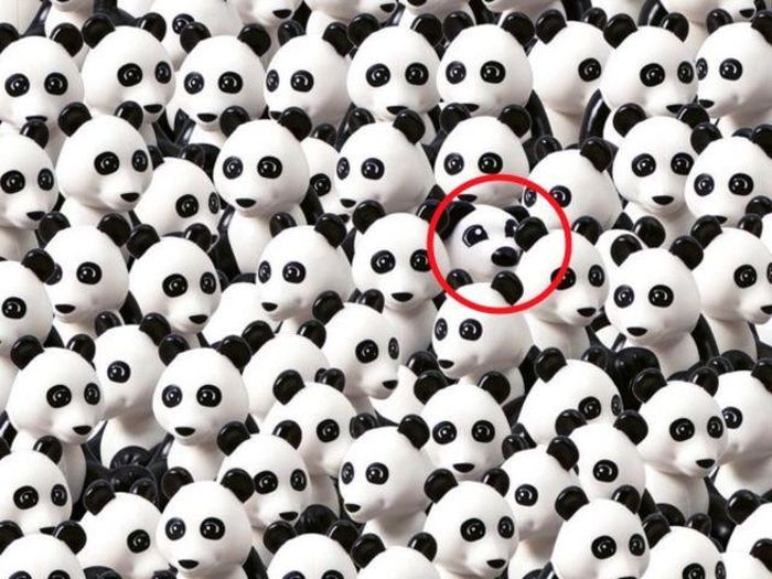 Bao nhiêu người có thể thấy một chú chó trong bầy gấu trúc này?
