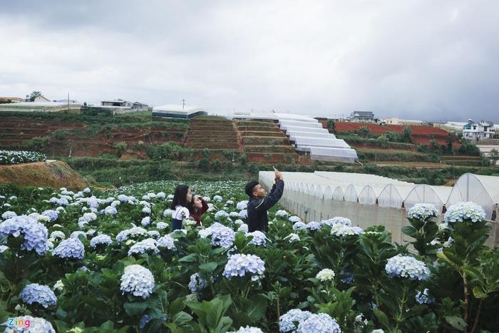 Cẩm tú cầu là loài hoa nổi tiếng của Đà Lạt, được trồng rất nhiều nơi ở trong thành phố và vùng ngoại ô. Ban đầu, những cánh đồng hoa như thế này chỉ là nơi người dân nuôi trồng cây, sau khi được nhiều người tìm đến mới trở thành một địa điểm du lịch.