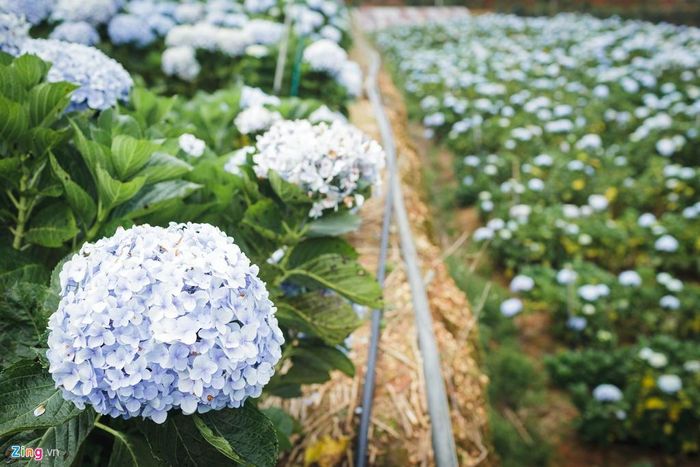 Với vé vào cửa tham quan là 15.000 đồng/người, cánh đồng hoa cẩm tú cầu được dự đoán là một địa điểm du lịch hot dành cho các bạn trẻ trong năm nay, sau cánh đồng hoa hướng dương ở Đơn Dương đã gây bão vào năm ngoái.