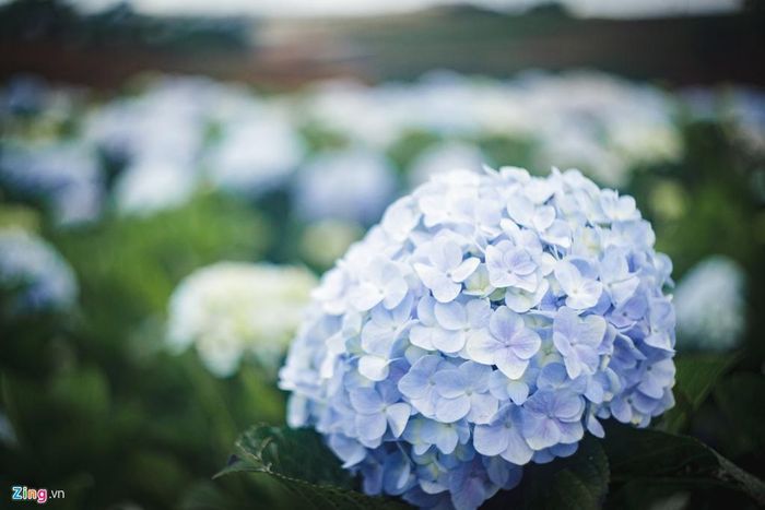 Hoa cẩm tú cầu còn có tên gọi khác là dương tú cầu, hay dương tử, là một loài hoa có nguồn gốc từ các quốc gia Đông Á như Nhật Bản, Hàn Quốc, Trung Quốc. Hoa được du nhập vào Việt Nam từ lâu và được trồng nhiều nhất là ở khu vực tỉnh Lâm Đồng.