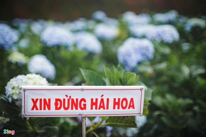 Du khách đến đây không được tự ý hái hoa. Nếu muốn mua hoa, du khách phải liên hệ chủ vườn để chọn cho mình những đóa hoa đẹp mang về.